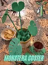 Monstera Coster